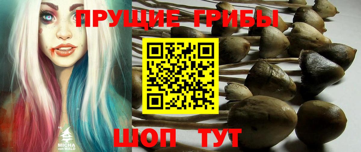 Галлюциногенные грибы Psilocybine cubensis  где купить наркоту  Кашира  Вход с VPN 